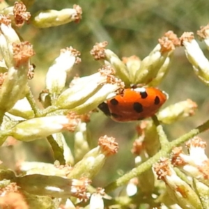 Hippodamia variegata at Black Mountain Peninsula (PEN) - 4 Mar 2024 02:05 PM