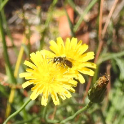 Unidentified Bee (Hymenoptera, Apiformes) at Acton, ACT - 4 Mar 2024 by HelenCross