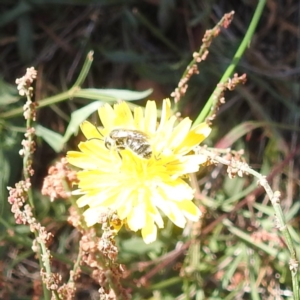 Lasioglossum sp. (genus) at Black Mountain Peninsula (PEN) - 4 Mar 2024 02:08 PM