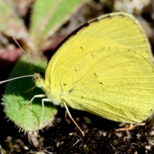 Eurema brigitta at suppressed - 4 Mar 2024