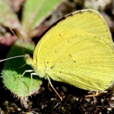 Eurema brigitta (No-brand Grass-yellow) at Broulee Moruya Nature Observation Area - 3 Mar 2024 by LisaH