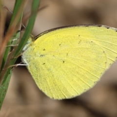 Eurema brigitta at suppressed - 4 Mar 2024