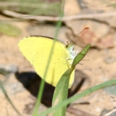 Eurema brigitta at suppressed - suppressed