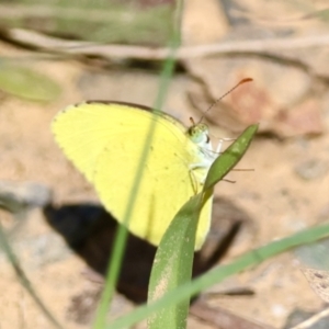 Eurema brigitta at suppressed - 4 Mar 2024