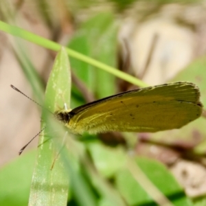 Eurema brigitta at suppressed - 4 Mar 2024