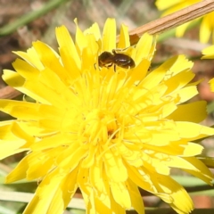 Lasioglossum (Homalictus) sp. (genus & subgenus) at Black Mountain Peninsula (PEN) - 4 Mar 2024