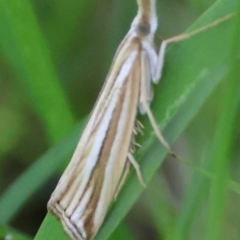 Hednota species near grammellus (Pyralid or snout moth) at Broulee Moruya Nature Observation Area - 3 Mar 2024 by LisaH