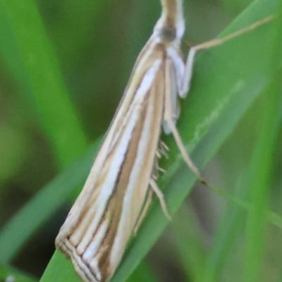 Unidentified Pyralid or Snout Moth (Pyralidae & Crambidae) at Moruya, NSW - 3 Mar 2024 by LisaH