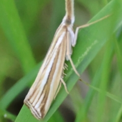 Hednota species near grammellus at Moruya, NSW - suppressed