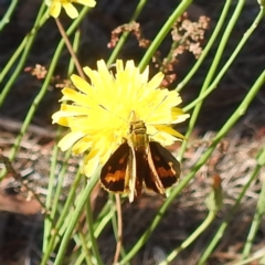 Taractrocera papyria (White-banded Grass-dart) at Black Mountain Peninsula (PEN) - 4 Mar 2024 by HelenCross