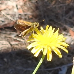 Taractrocera papyria at Black Mountain Peninsula (PEN) - 4 Mar 2024 02:08 PM