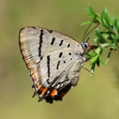 Jalmenus evagoras (Imperial Hairstreak) at Moruya, NSW - 3 Mar 2024 by LisaH