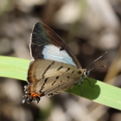 Jalmenus evagoras at Moruya, NSW - suppressed