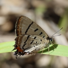 Jalmenus evagoras at Moruya, NSW - suppressed