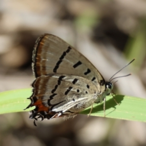 Jalmenus evagoras at Moruya, NSW - suppressed