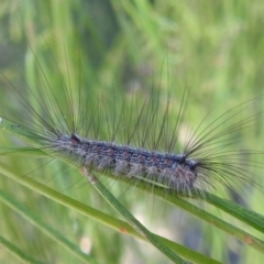 Anestia (genus) (A tiger moth) at Acton, ACT - 4 Mar 2024 by HelenCross