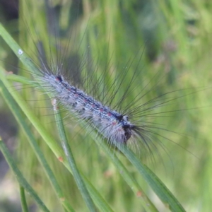 Anestia (genus) at Lake Burley Griffin West - 4 Mar 2024