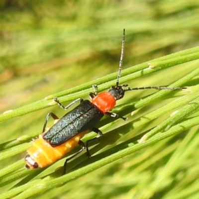 Chauliognathus tricolor (Tricolor soldier beetle) at Acton, ACT - 4 Mar 2024 by HelenCross