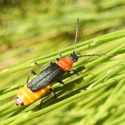 Chauliognathus tricolor (Tricolor soldier beetle) at Black Mountain Peninsula (PEN) - 4 Mar 2024 by HelenCross