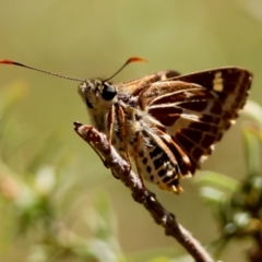 Hesperilla picta (Painted Skipper) at Moruya, NSW - 4 Mar 2024 by LisaH