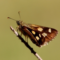 Hesperilla picta at Moruya, NSW - suppressed