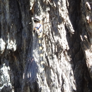 Cordulephya pygmaea at Black Mountain Peninsula (PEN) - 4 Mar 2024 02:16 PM