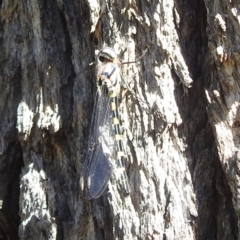 Cordulephya pygmaea at Black Mountain Peninsula (PEN) - 4 Mar 2024 02:16 PM