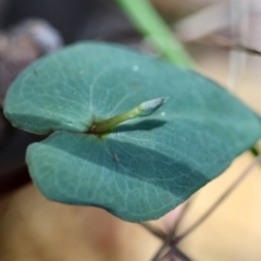 Acianthus sp. (Mayflower Orchid) at Broulee Moruya Nature Observation Area - 4 Mar 2024 by LisaH