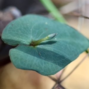 Acianthus sp. at Moruya, NSW - suppressed