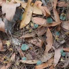 Acianthus sp. at Moruya, NSW - suppressed