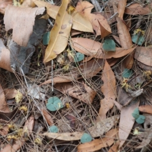 Acianthus sp. at Moruya, NSW - 4 Mar 2024