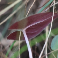 Acianthus sp. at Moruya, NSW - suppressed