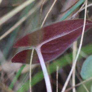 Acianthus sp. at Moruya, NSW - suppressed