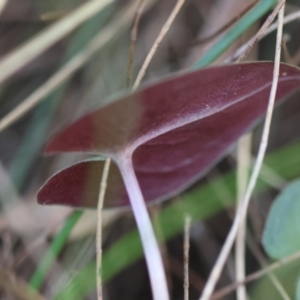 Acianthus sp. at Moruya, NSW - 4 Mar 2024