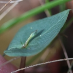 Acianthus sp. at Moruya, NSW - suppressed