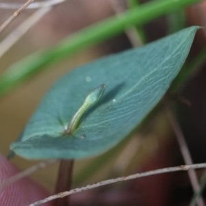 Acianthus sp. at Moruya, NSW - suppressed