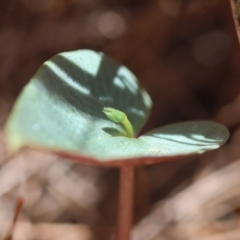 Acianthus sp. at Moruya, NSW - suppressed