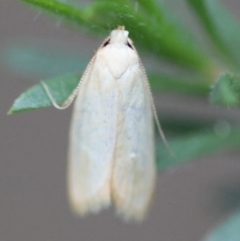 Eochrois callianassa at Moruya, NSW - 4 Mar 2024 by LisaH