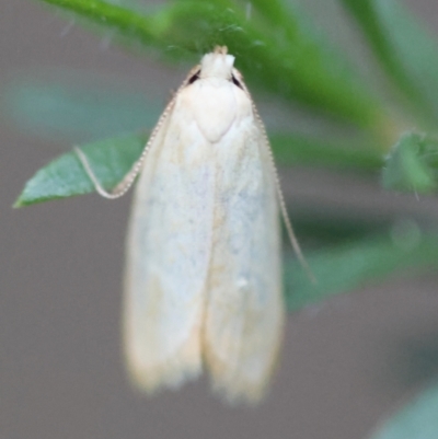 Eochrois callianassa at Broulee Moruya Nature Observation Area - 4 Mar 2024 by LisaH