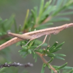 Heide sp. (genus) (A heath matchstick grasshopper) at Broulee Moruya Nature Observation Area - 4 Mar 2024 by LisaH