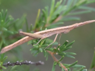 Heide sp. (genus) (A heath matchstick grasshopper) at Moruya, NSW - 4 Mar 2024 by LisaH