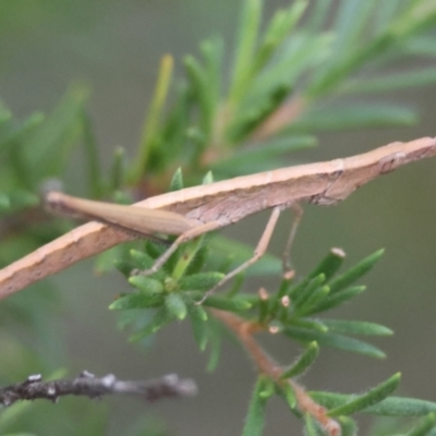 Heide sp. (genus) (A heath matchstick grasshopper) at Broulee Moruya Nature Observation Area - 4 Mar 2024 by LisaH