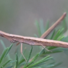 Heide sp. (genus) at Moruya, NSW - 4 Mar 2024
