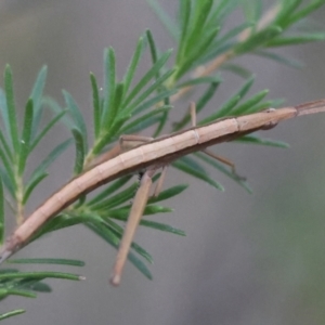Heide sp. (genus) at Moruya, NSW - 4 Mar 2024