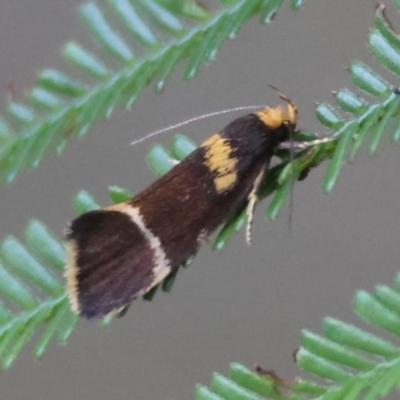 Eulechria psilopla (A Concealer moth (Eulechria group)) at Broulee Moruya Nature Observation Area - 4 Mar 2024 by LisaH
