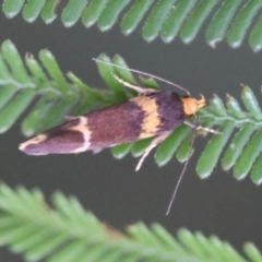 Eulechria psilopla at Moruya, NSW - suppressed