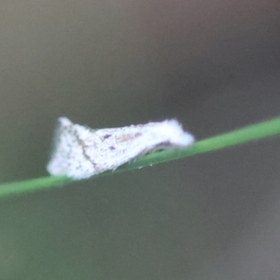 Unidentified Moth (Lepidoptera) at Broulee Moruya Nature Observation Area - 4 Mar 2024 by LisaH