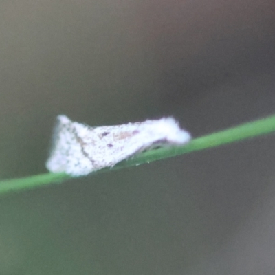 Unverified Moth (Lepidoptera) by LisaH