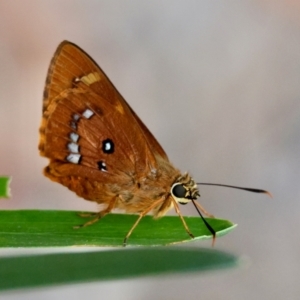 Trapezites symmomus sombra at Moruya, NSW - suppressed