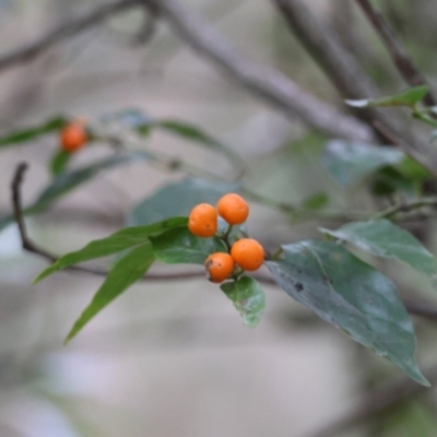 Gynochthodes jasminoides (Sweet Morinda) at Moruya, NSW - 4 Mar 2024 by LisaH
